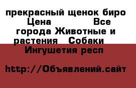 прекрасный щенок биро › Цена ­ 20 000 - Все города Животные и растения » Собаки   . Ингушетия респ.